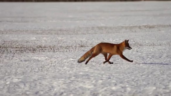 Охота на лису и кабана в Ленинградской области