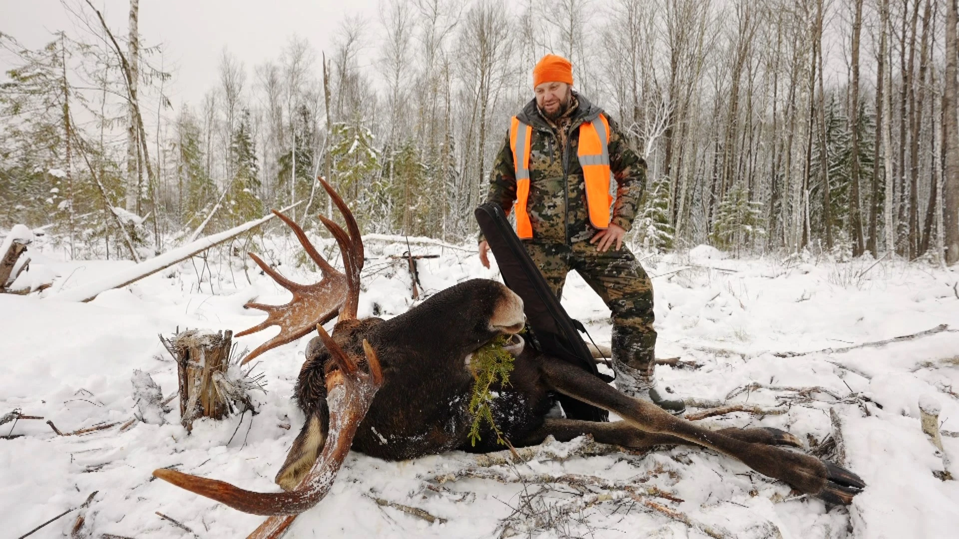 Охота на бобра и лося в Новгородской области